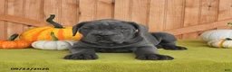 Cane Corso dogs for sale: Classy - Ad 4