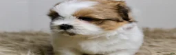 Shih Tzu dogs for sale: Cupcake - Ad 6