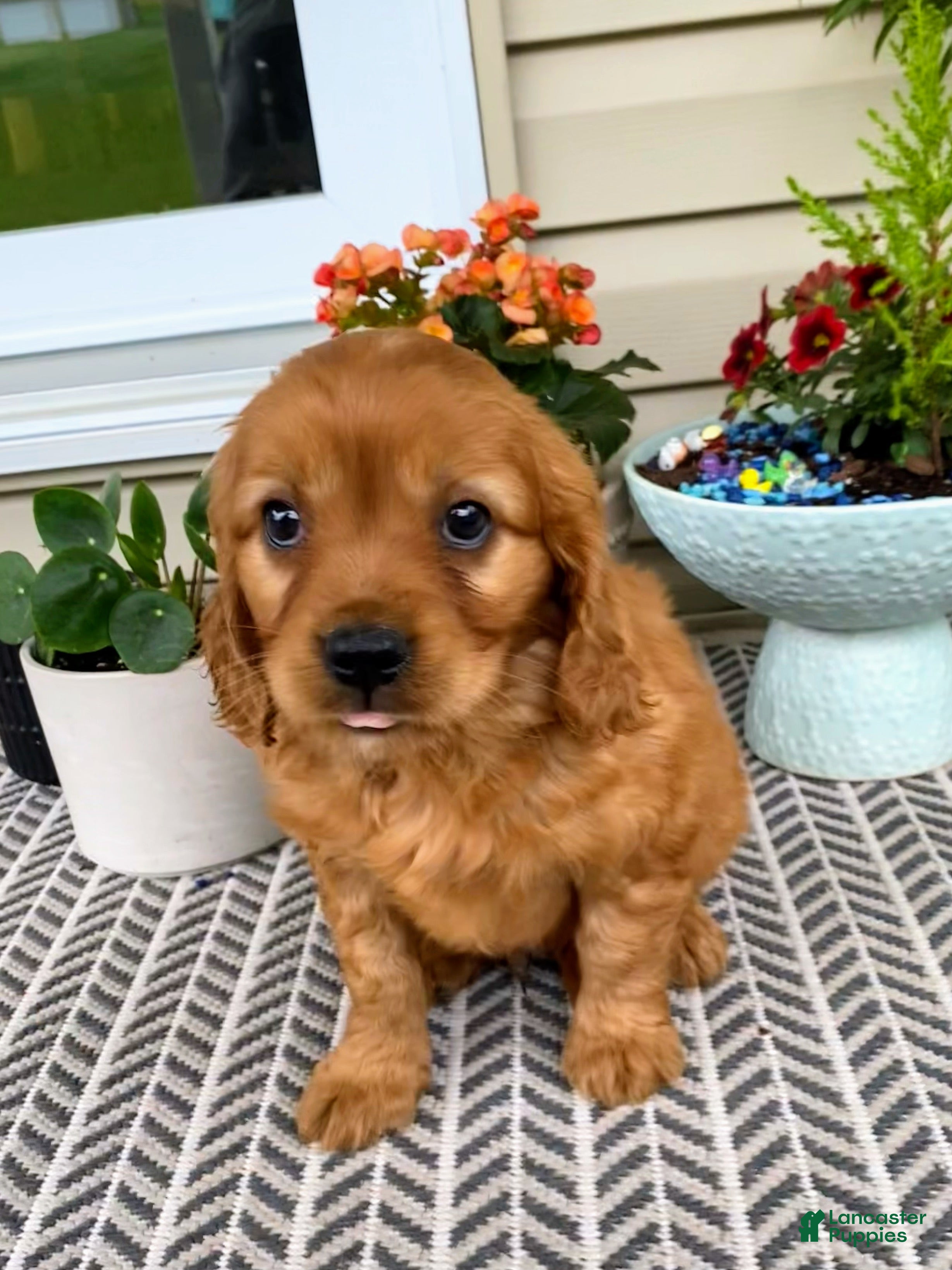Miniature Golden Retriever dogs Murphy - Ad 1