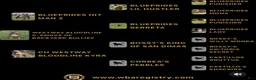 American Bully dogs for stud: Backyard Bulliez  - Ad 2