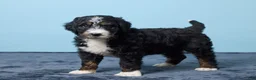 Bernedoodle dogs for sale: Jasper - Ad 3