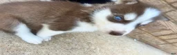Siberian Husky dogs for sale: Diesel - Ad 6