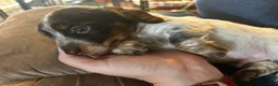 Miniature Dachshund dogs for sale: Rocky - Ad 4