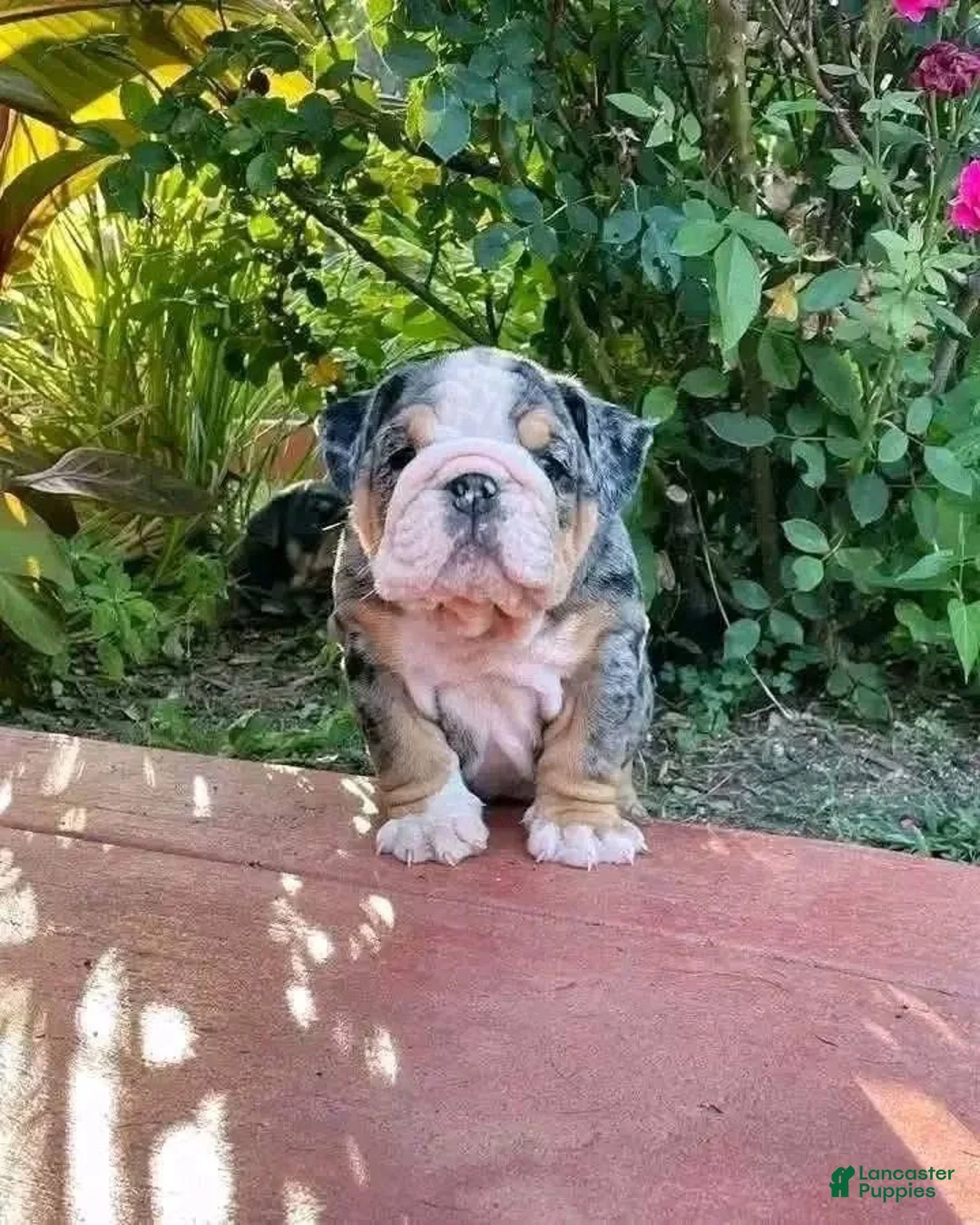 English Bulldog dogs for sale: clover - Ad 2