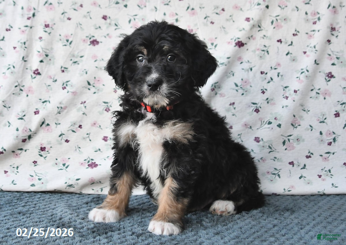 Bernedoodle dogs Asher - Ad 1