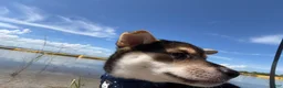 Shiba Inu dogs for sale: Shiba Inu 4 - Ad 4