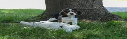 Beagle dogs for sale: 💕Millie Mae 🐶 - Ad 16
