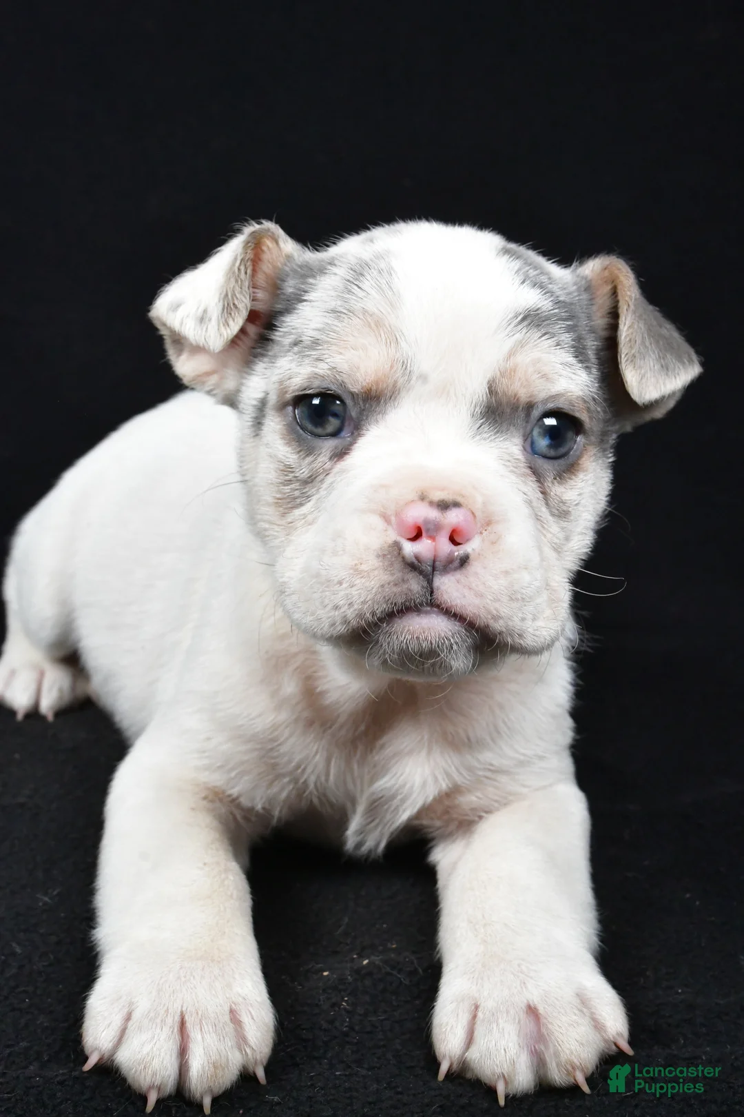 Beabull dogs for sale: Pedro - Ad 5