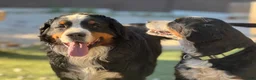 Bernese Mountain Dog dogs for sale: Bernese Mountain Dog 1 - Ad 3