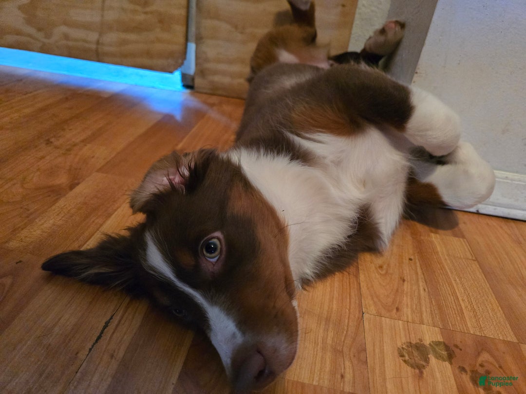 Australian Shepherd dogs for sale: Australian Shepherd Puppy 2 - Ad 3