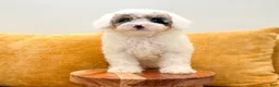 Miniature Poodle dogs for sale: Buddy - Ad 2