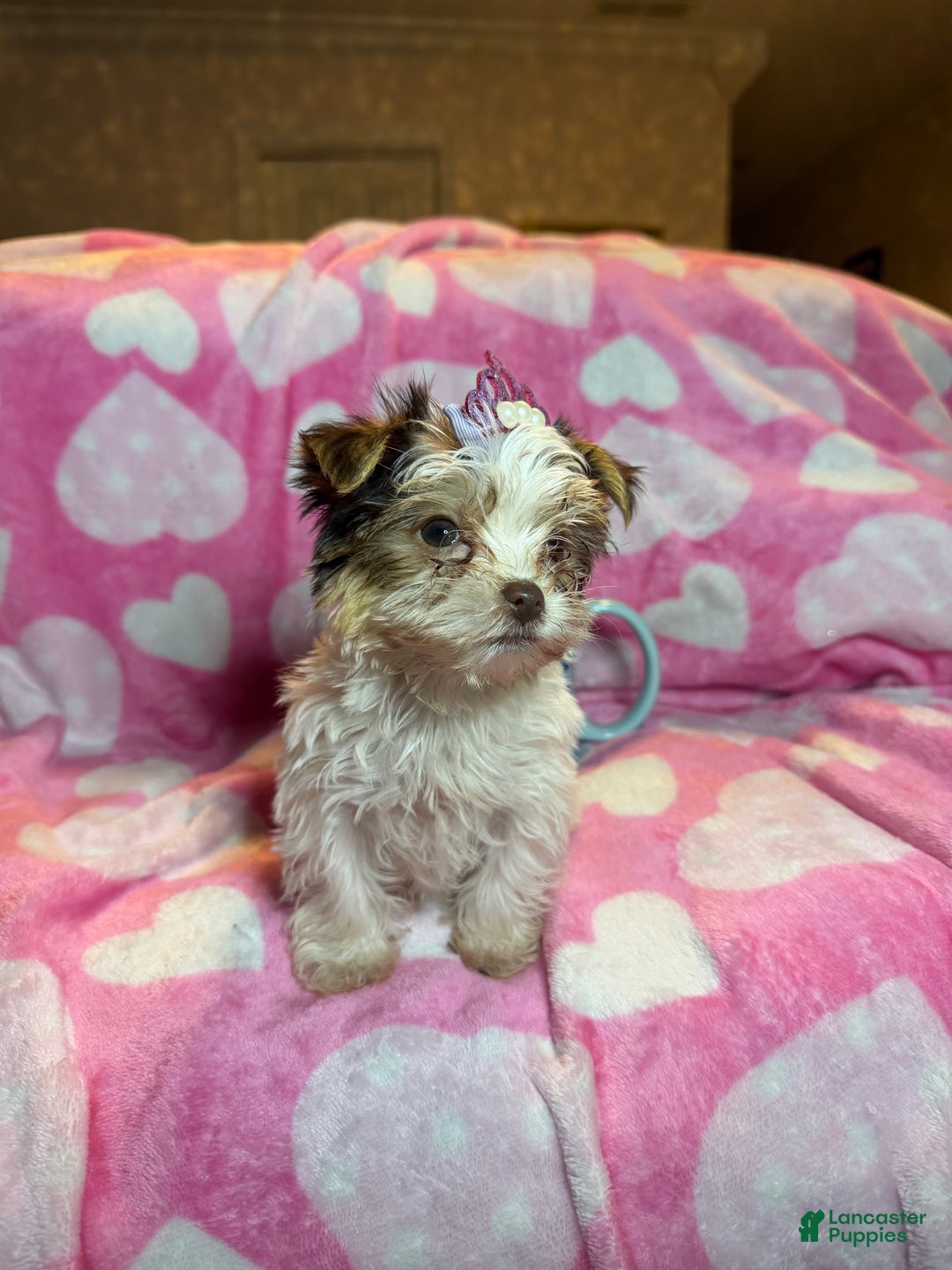 Yorkshire Terrier dogs for sale: Yorkshire Terrier Puppy 1 - Ad 2