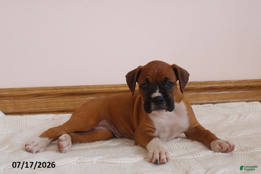 Boxer dogs Autumn - Ad 1