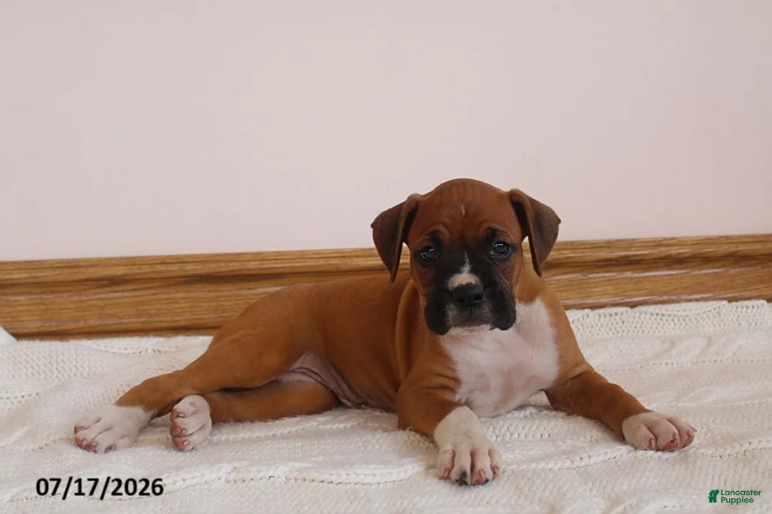 Boxer dogs for sale: Autumn - Ad 1