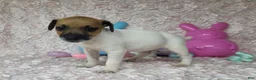 Jack Russell Terrier dogs for sale: Mello CKC Registered  - Ad 1