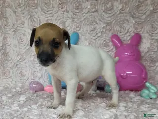 Jack Russell Terrier dogs Mello CKC Registered - Ad 16