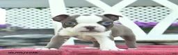 Boston Terrier dogs for sale: Prince   - Ad 4