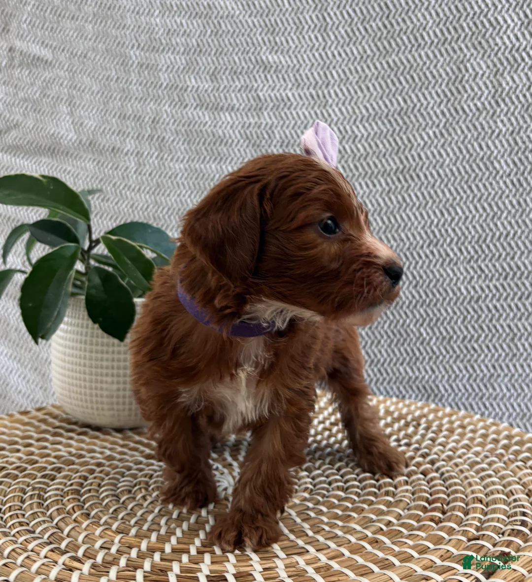Irish Doodle dogs for sale: Juliet - Ad 3