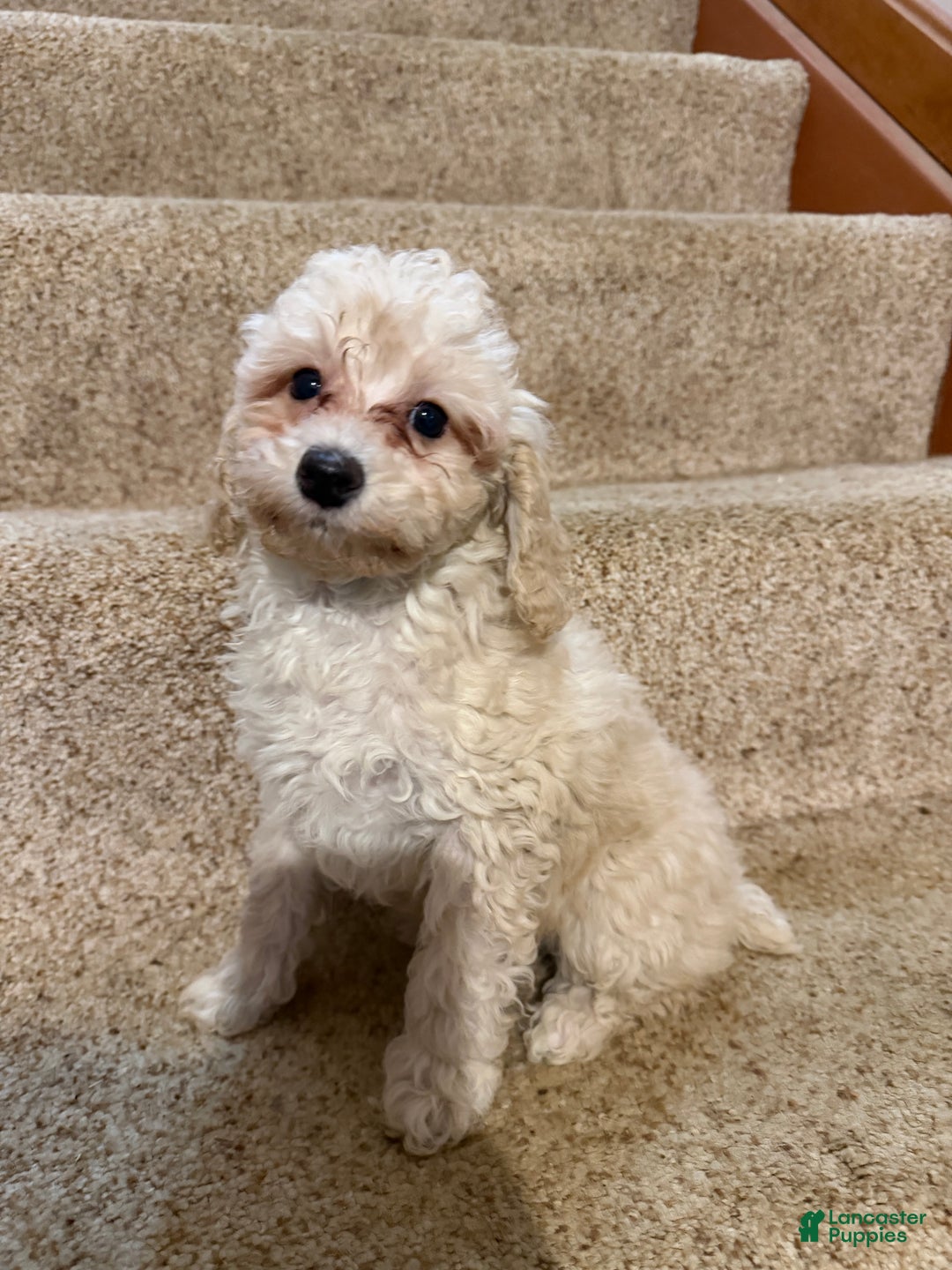 Miniature Poodle dogs for sale: Annie - Ad 2
