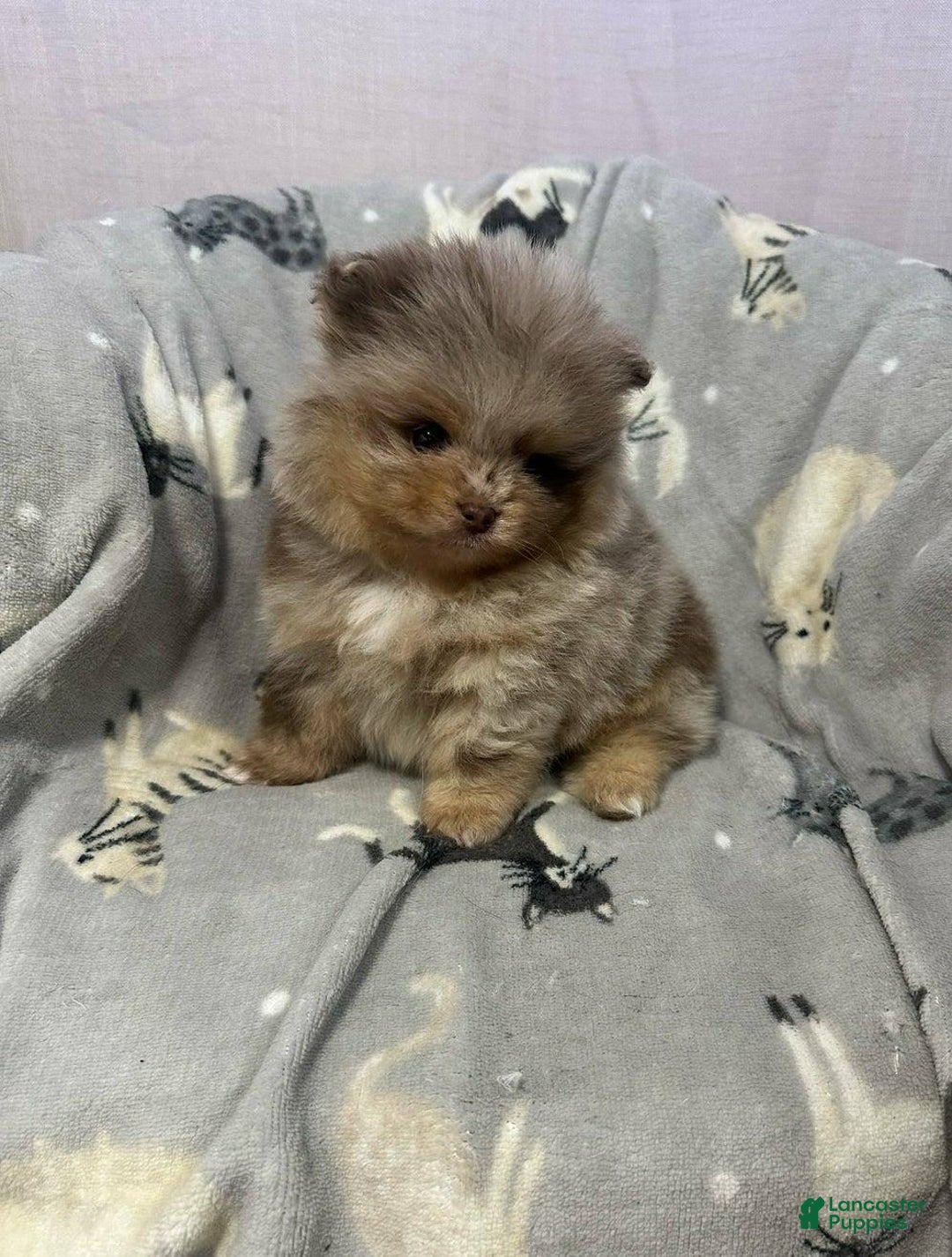 Pomeranian dogs for sale: Benji - Ad 5