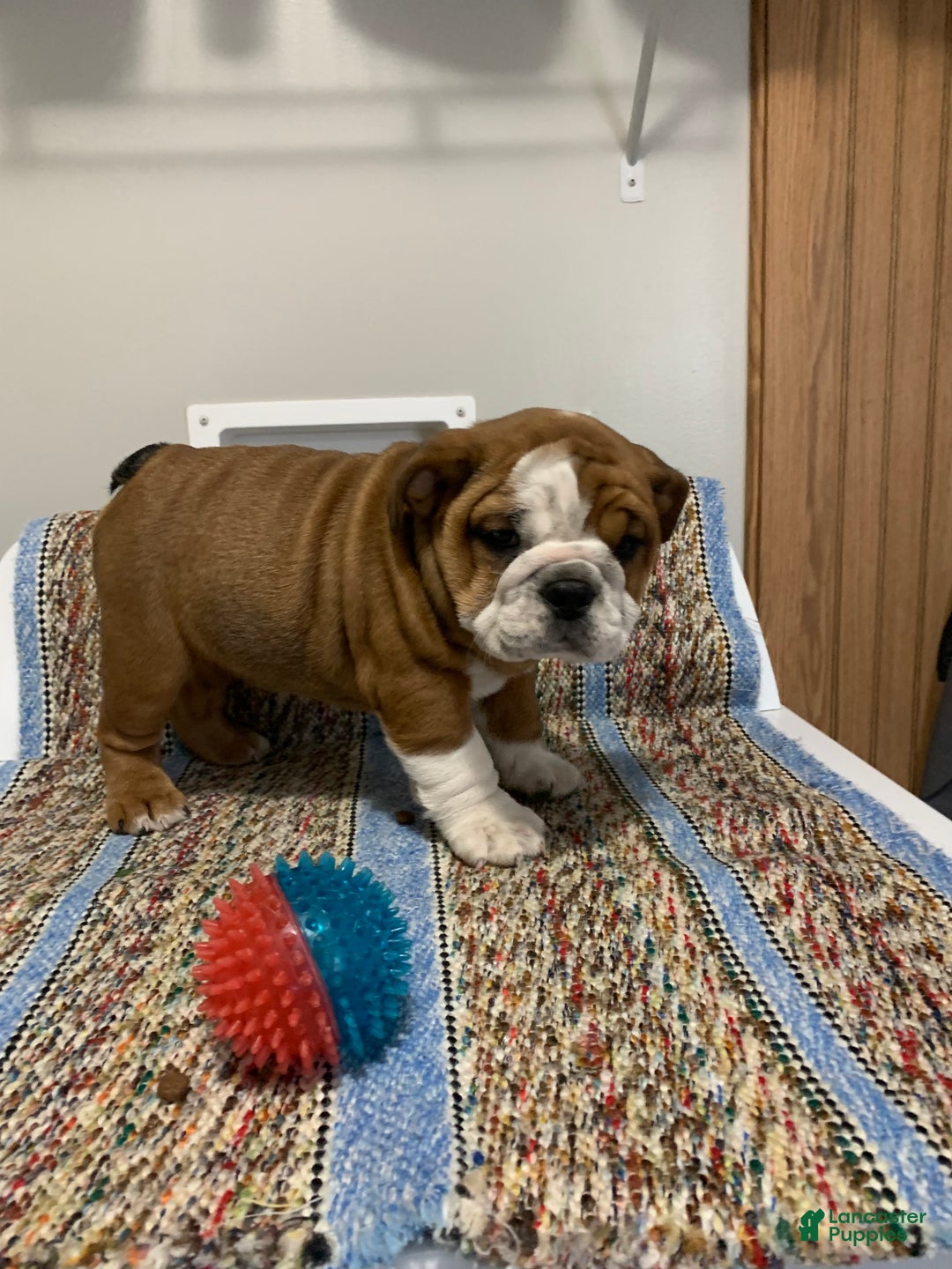 Mixed Breed dogs for sale: Mixed Breed Puppy 2 - Ad 2