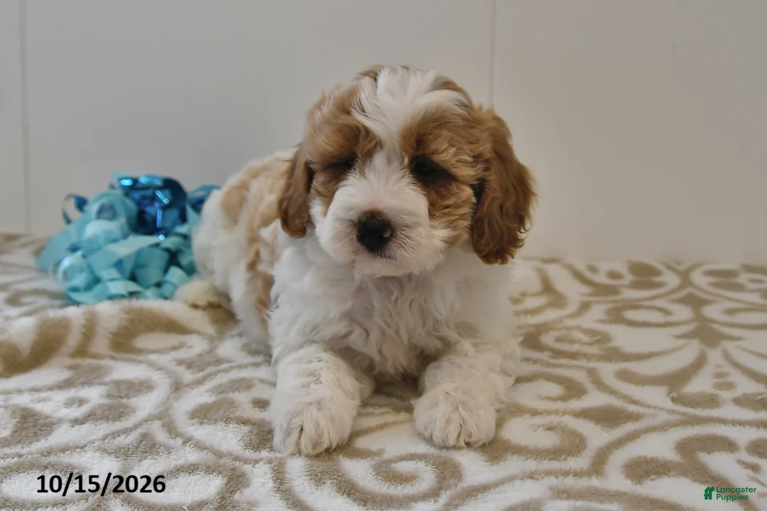 Mini Goldendoodle dogs for sale: Bo  - Ad 2