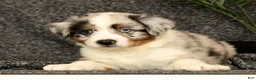 Miniature Australian Shepherd dogs for sale: Milo - Ad 5