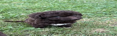 Mini Aussiedoodle Puppy 3