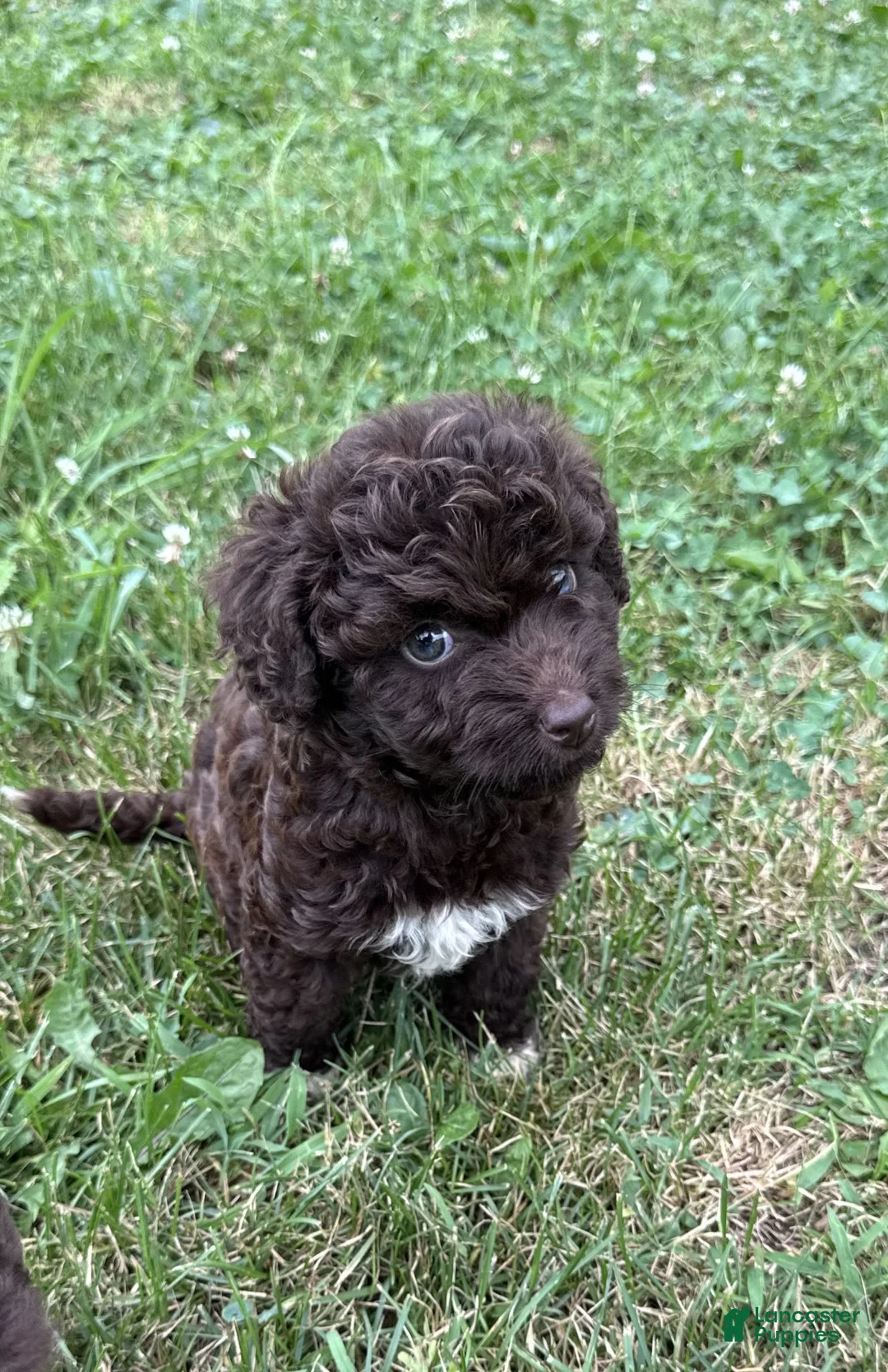Mini Aussiedoodle dogs for sale: Mini Aussiedoodle Puppy 3 - Ad 1