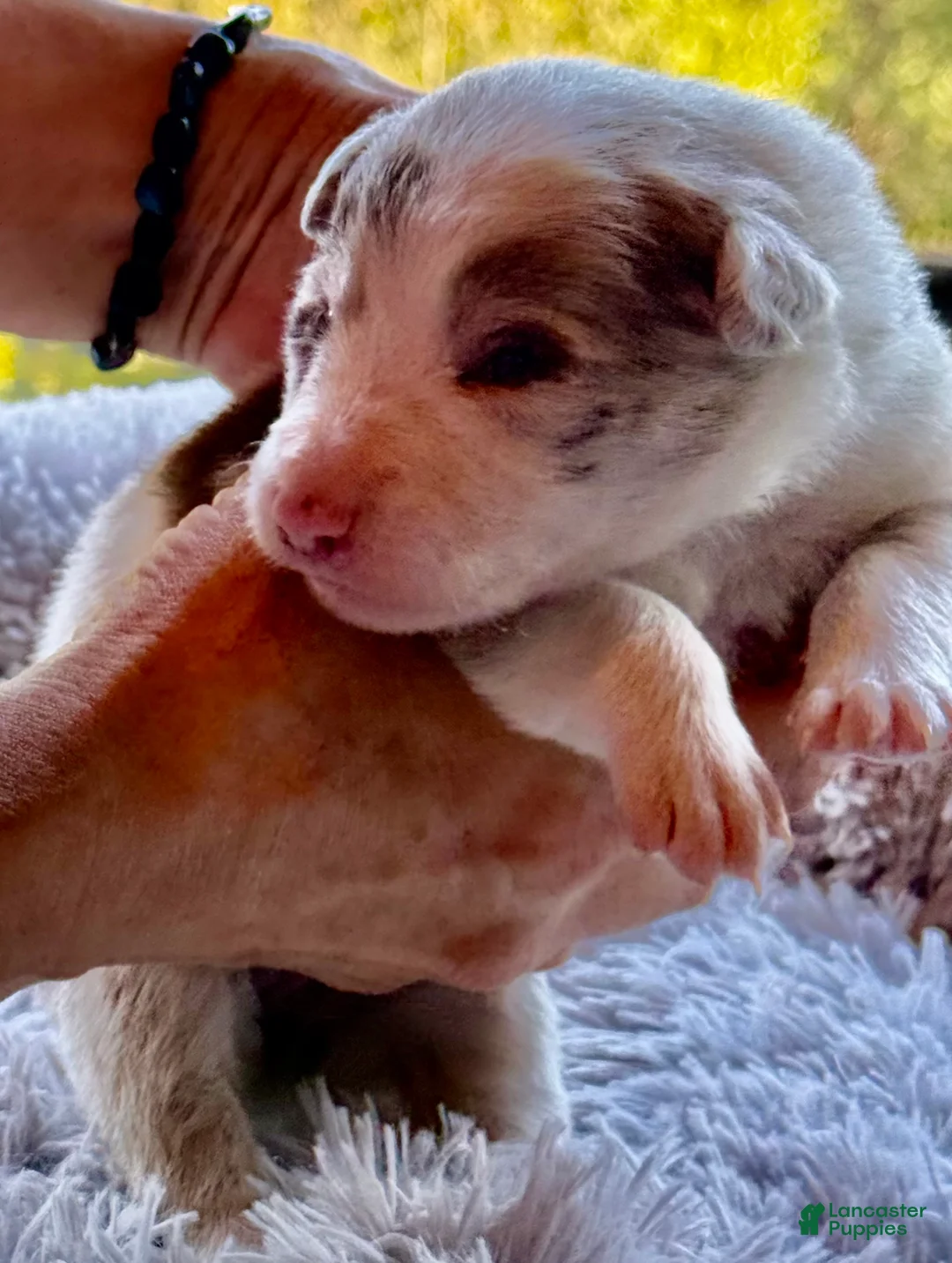 Border Collie dogs for sale: Bambi - Ad 2