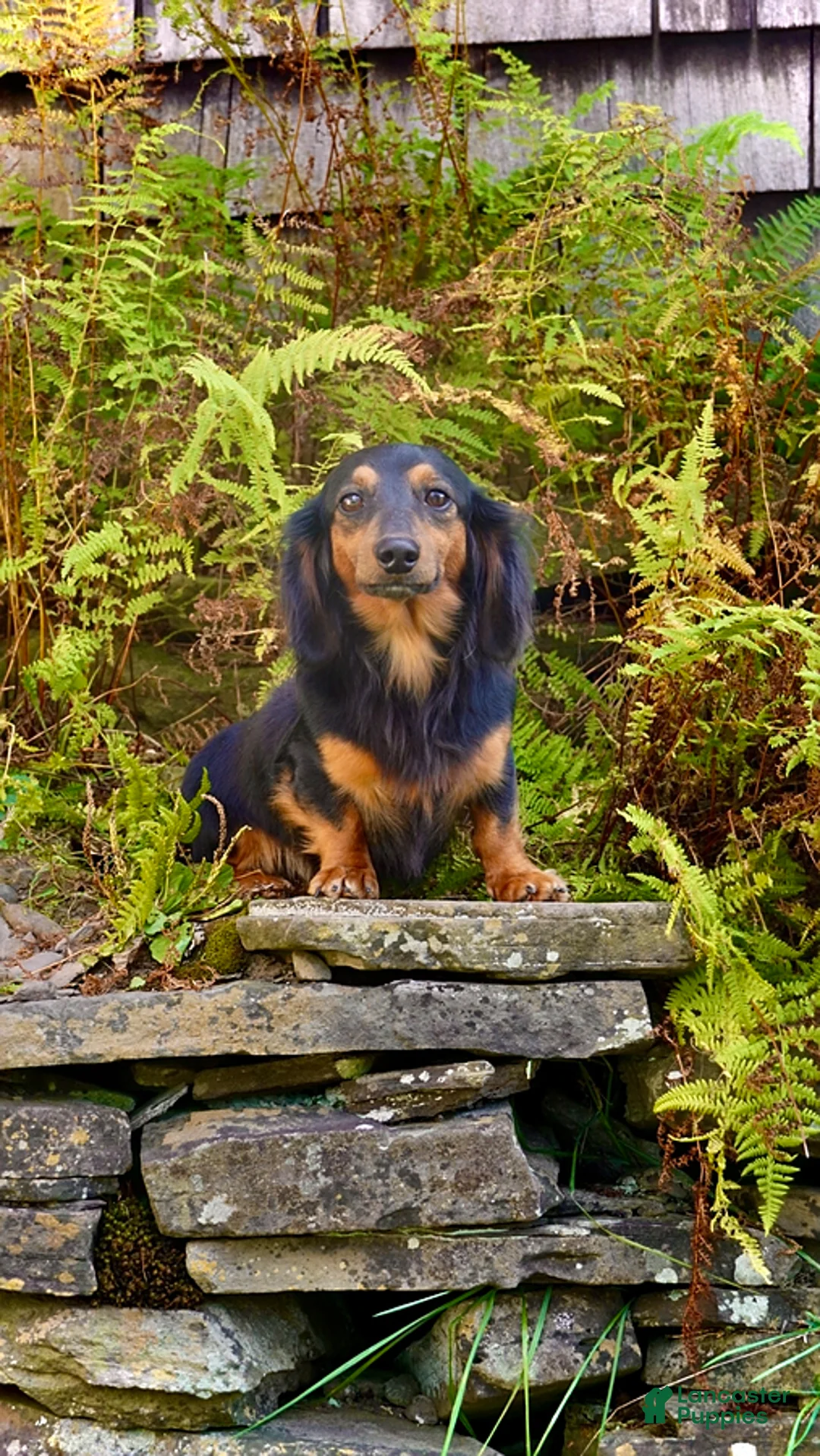 Miniature Dachshund dogs for sale: Snuggle - Ad 6