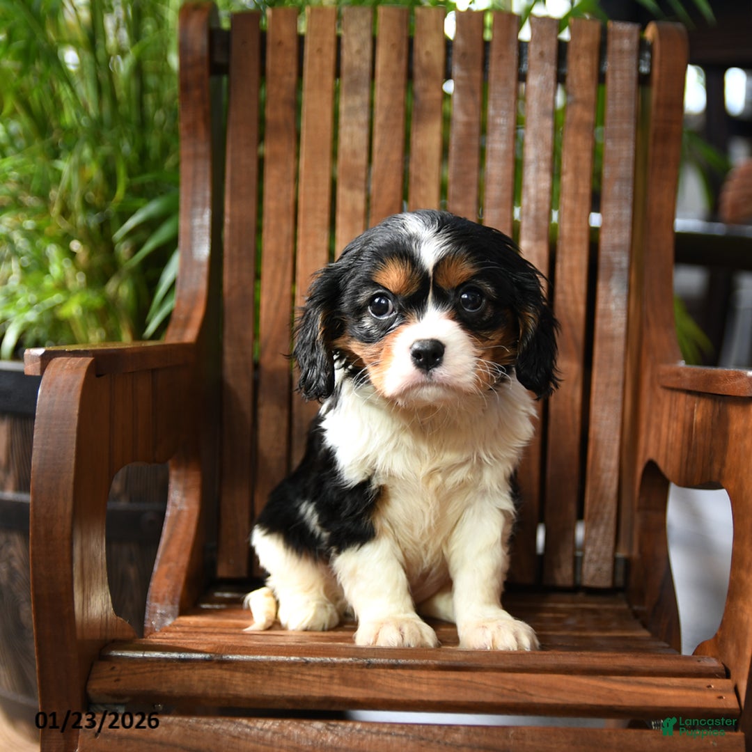 Cavalier King Charles Spaniel dogs for sale: Bubbles - Ad 4