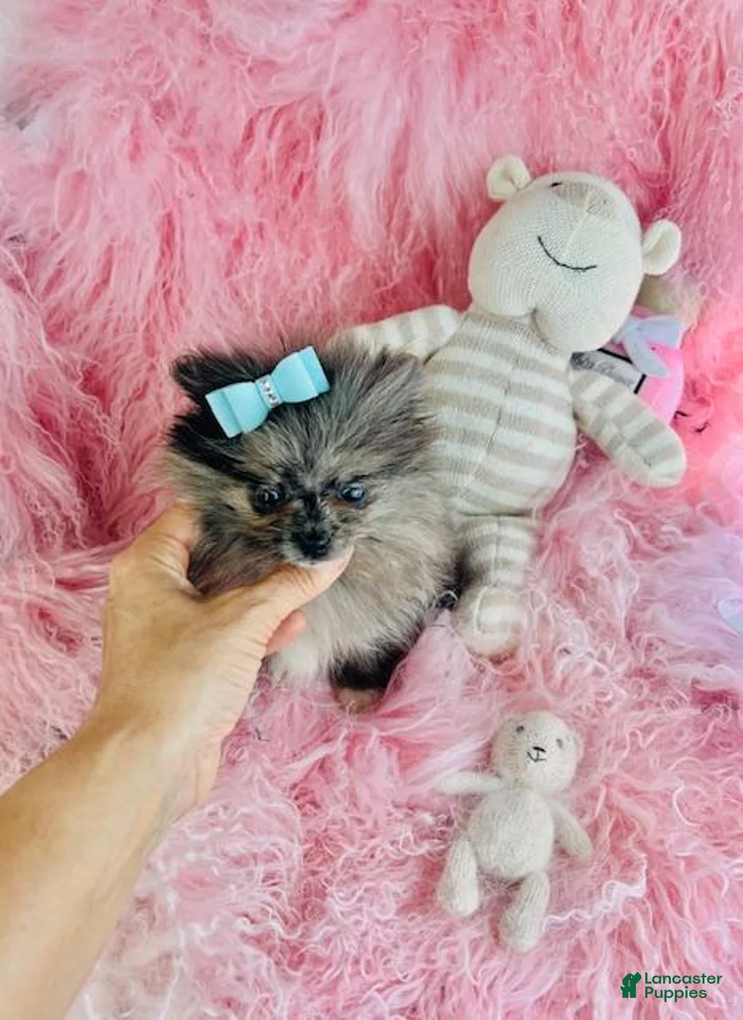 Pomeranian dogs for sale: Pomeranian 1 - Ad 6