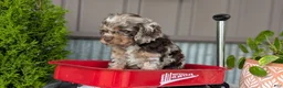 Cockapoo dogs for sale: Benji - Ad 12
