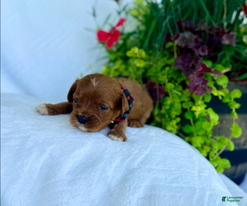 Cavapoo dogs Teddy - Ad 1