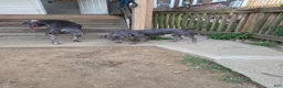 American Bully dogs for sale: Ghost - Ad 3