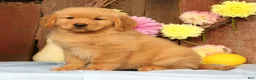 Golden Retriever dogs for sale: Harmony - Ad 3
