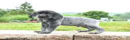 German Shorthaired Pointer dogs for sale: Hawk - Ad 2