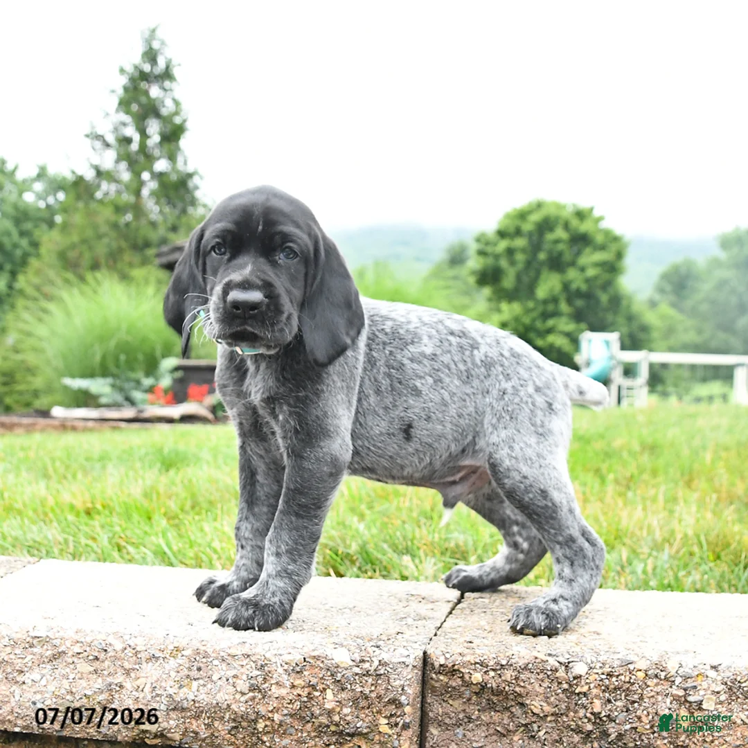 German Shorthaired Pointer dogs for sale: Hawk - Ad 2