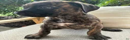Cane Corso dogs for sale: Cane Corso Black/Chestnut Brindle - Ad 3