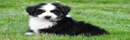 Miniature Australian Shepherd dogs for sale: Wilbur - Ad 13