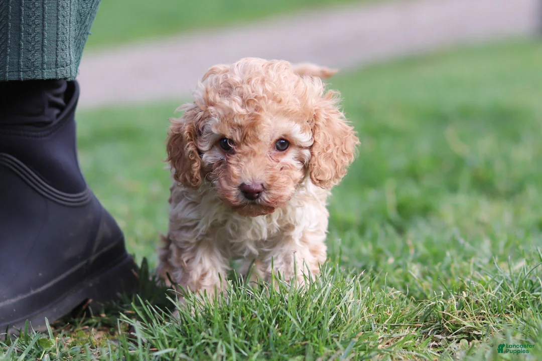 Cavapoo dogs for sale: Rosa - Ad 2