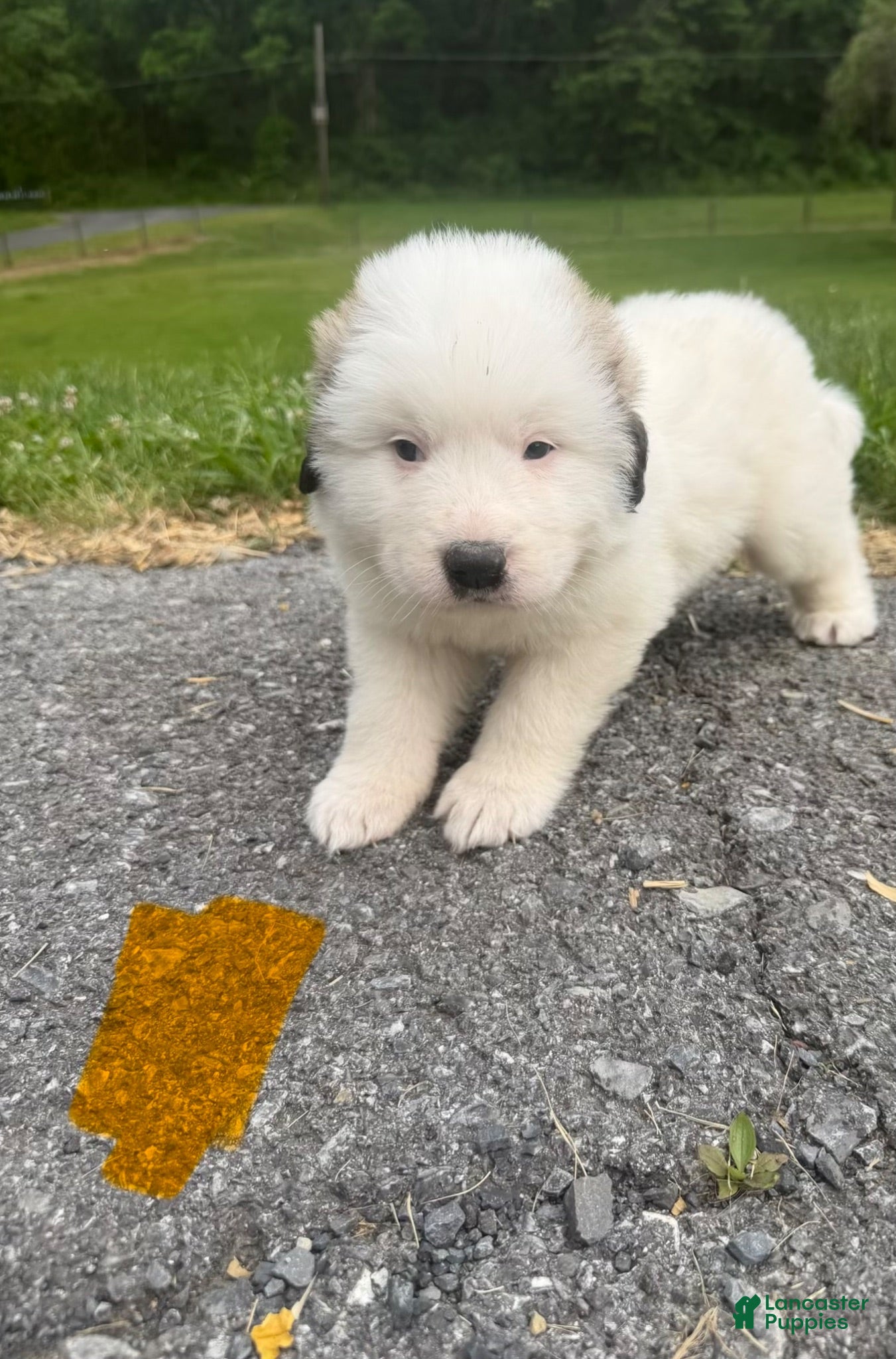 Great Pyrenees dogs Orange  - Ad 37