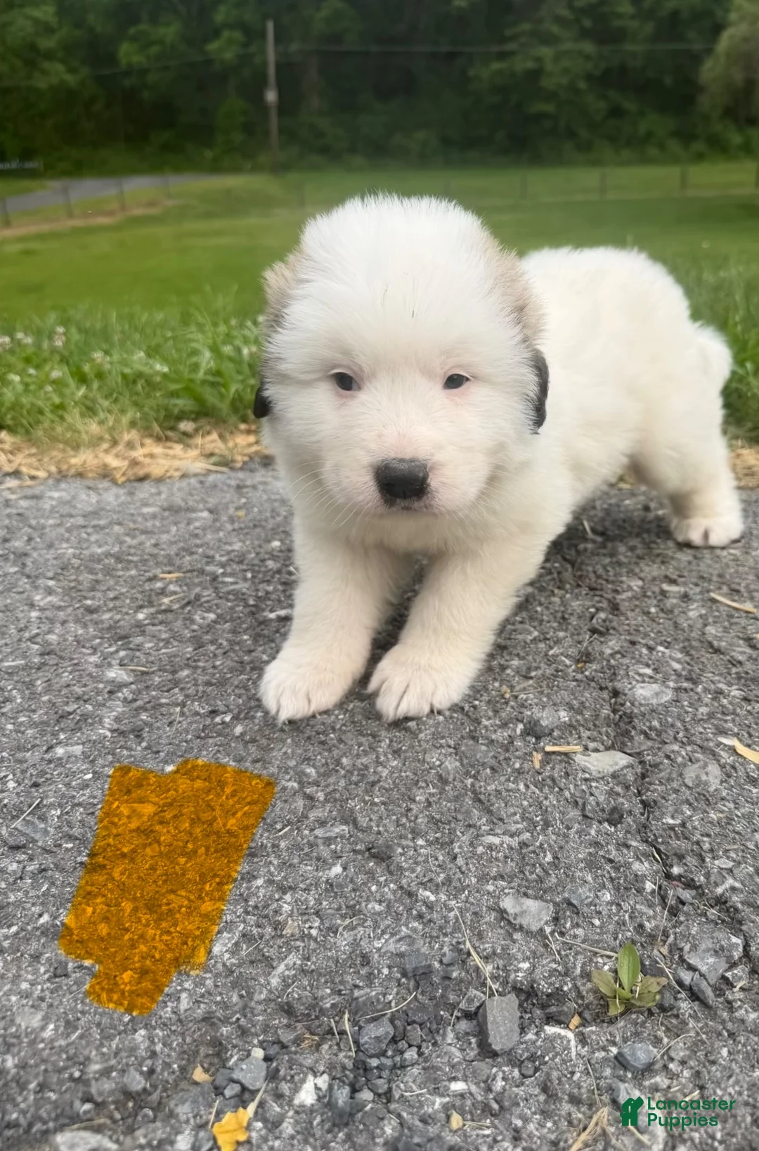 Great Pyrenees dogs for sale: Orange  - Ad 1