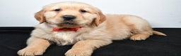 Golden Retriever dogs for sale: Jasper - Ad 6