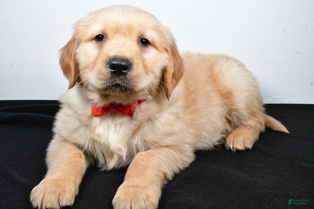 Golden Retriever dogs for sale: Jasper - Ad 6