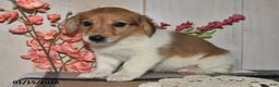 Mixed Breed dogs for sale: Julie - Ad 1
