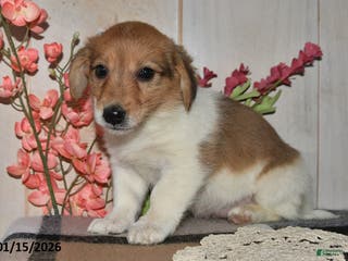 Mixed Breed dogs Julie - Ad 27