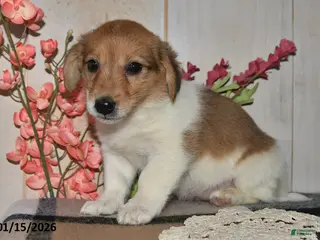 Mixed Breed dogs Julie - Ad 20