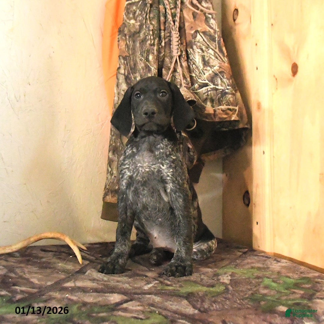 German Shorthaired Pointer dogs for sale: Hawk - Ad 2